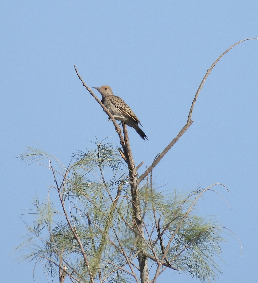 Gilded Flicker - ML620413047