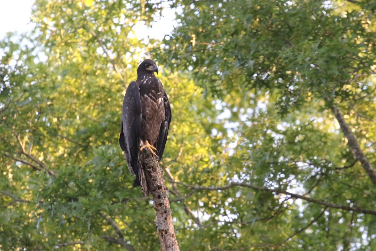 Bald Eagle - ML620413056