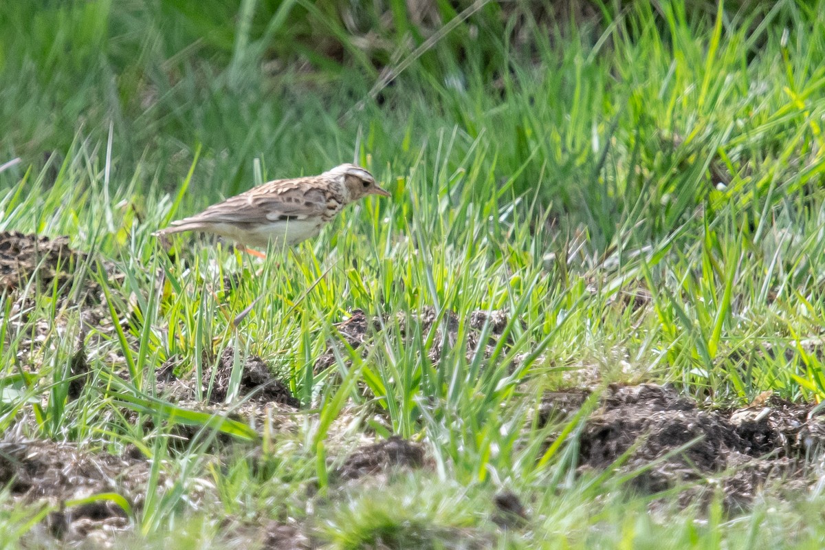 Wood Lark - ML620413058