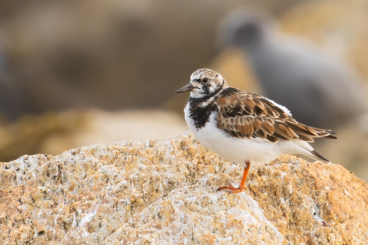 Ruddy Turnstone - ML620413071