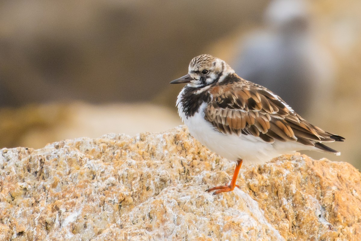 Ruddy Turnstone - ML620413072