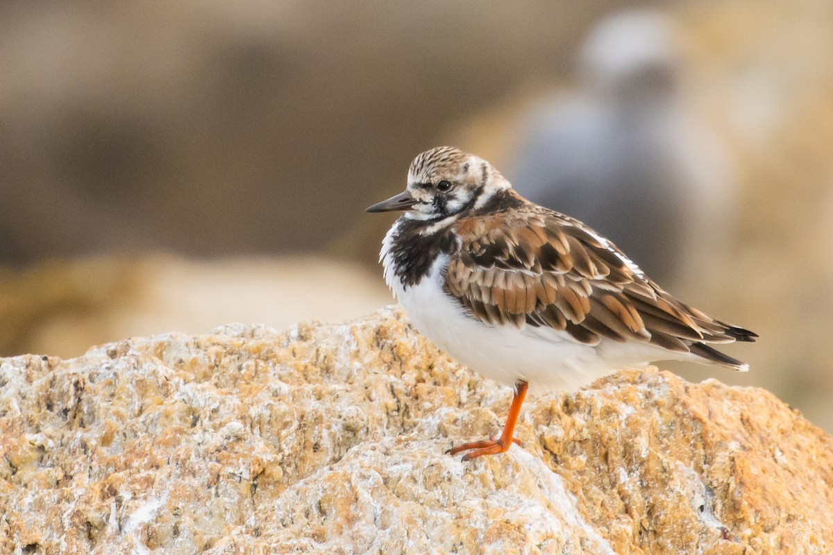 Ruddy Turnstone - ML620413074