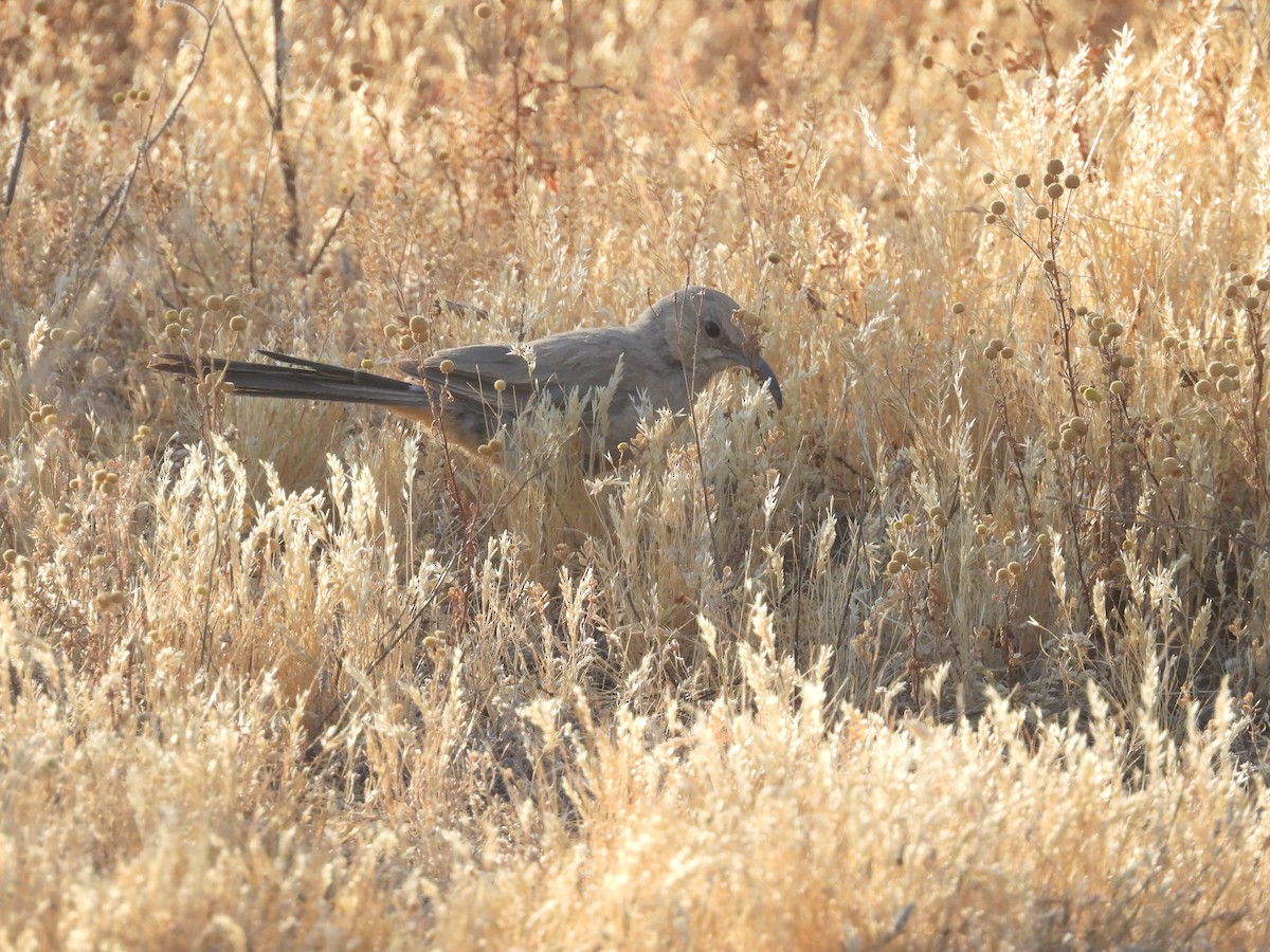 LeConte's Thrasher - ML620413075