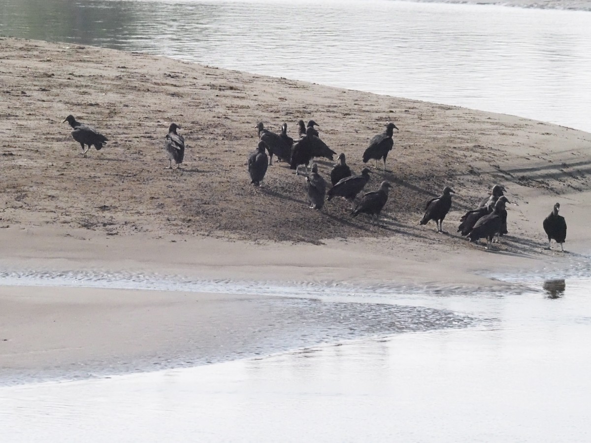 Black Vulture - ML620413081