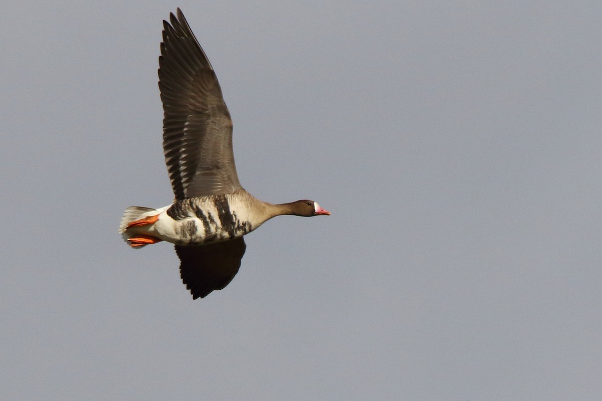 Greater White-fronted Goose - ML620413087