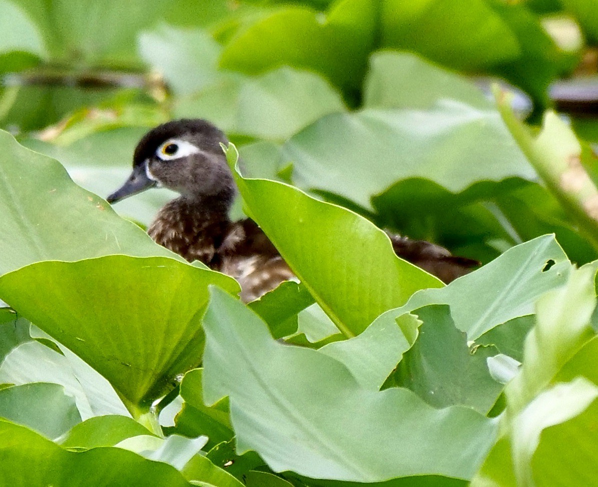 Wood Duck - ML620413089