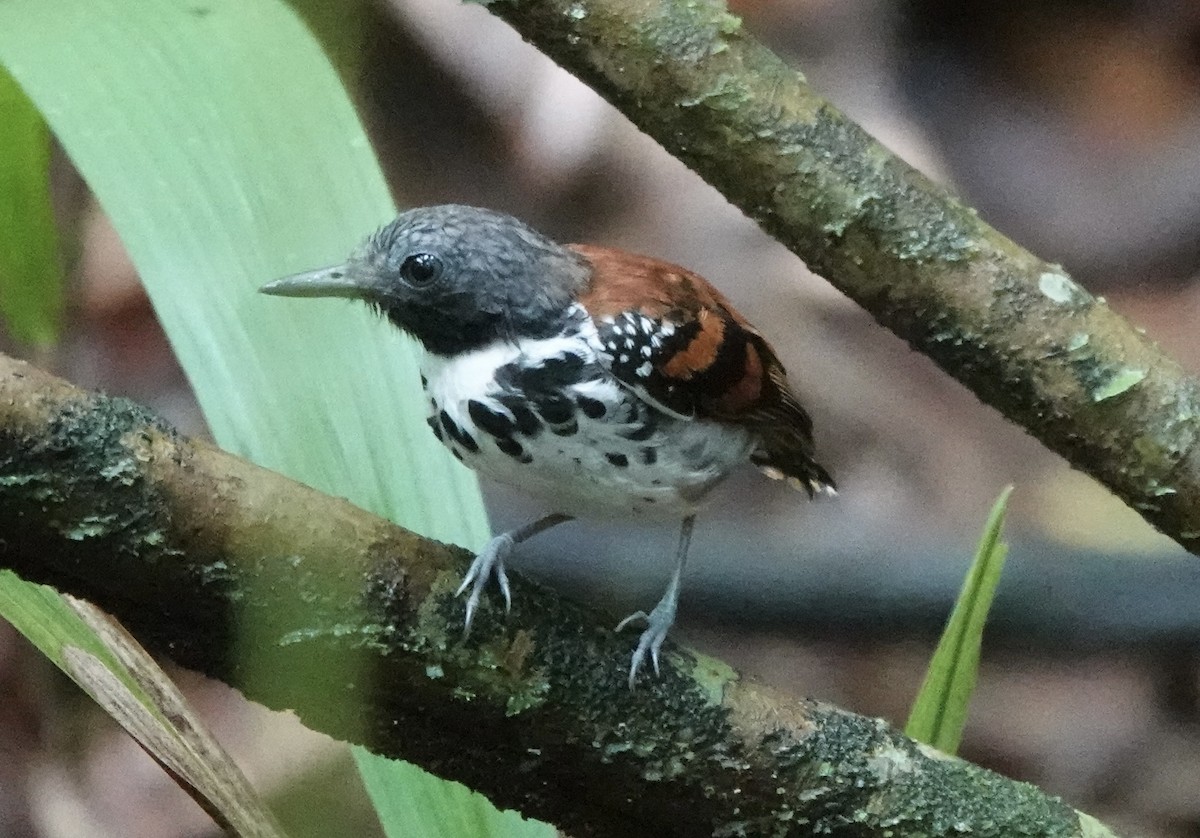 Spotted Antbird - ML620413090