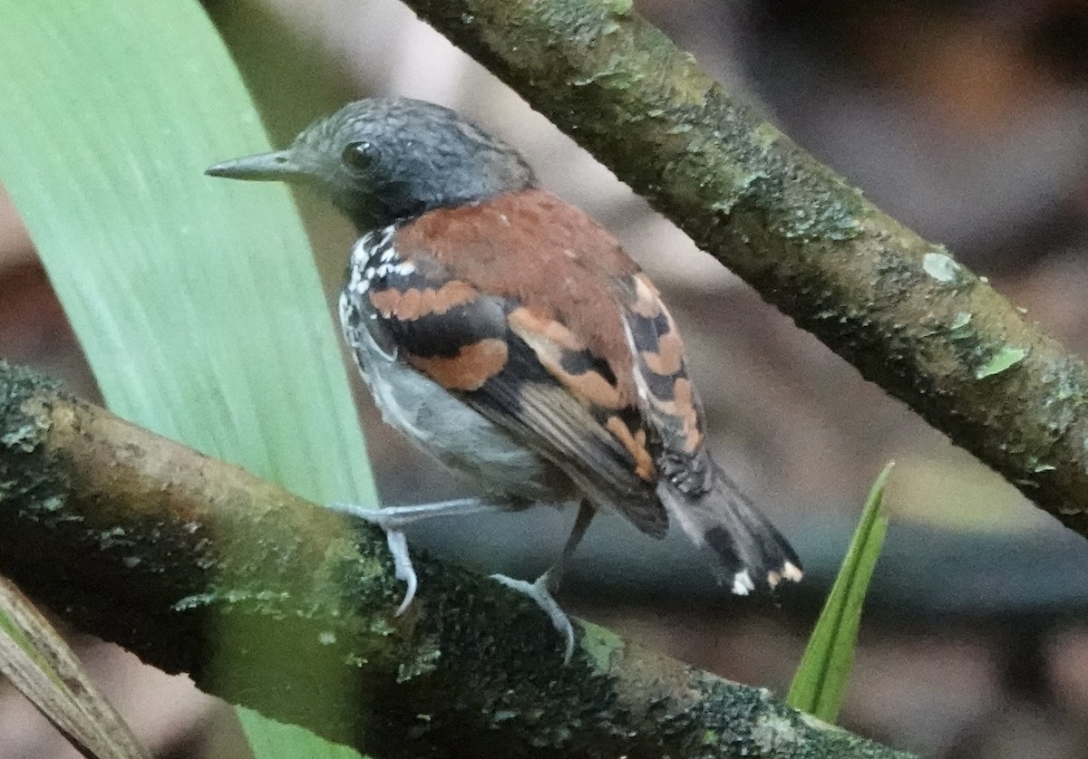 Spotted Antbird - ML620413091