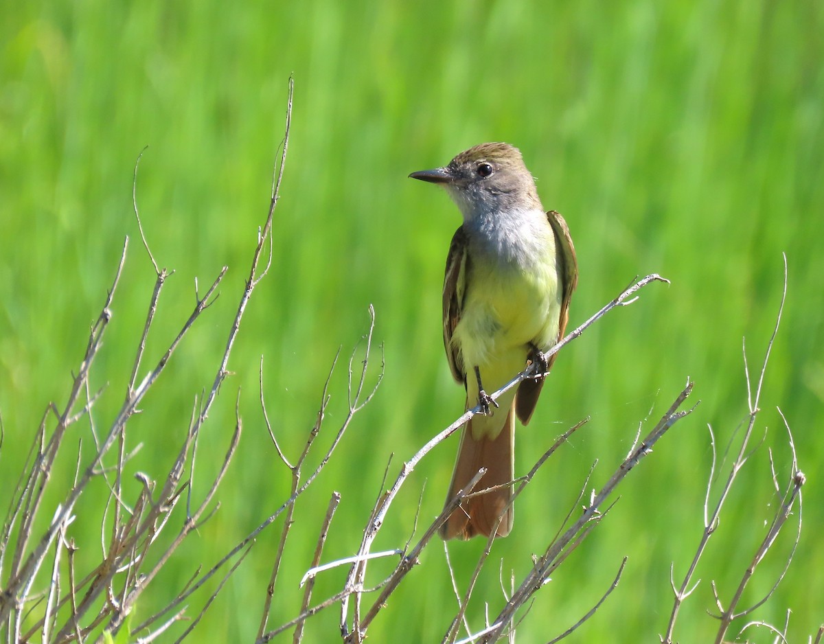 Great Crested Flycatcher - Susan Disher