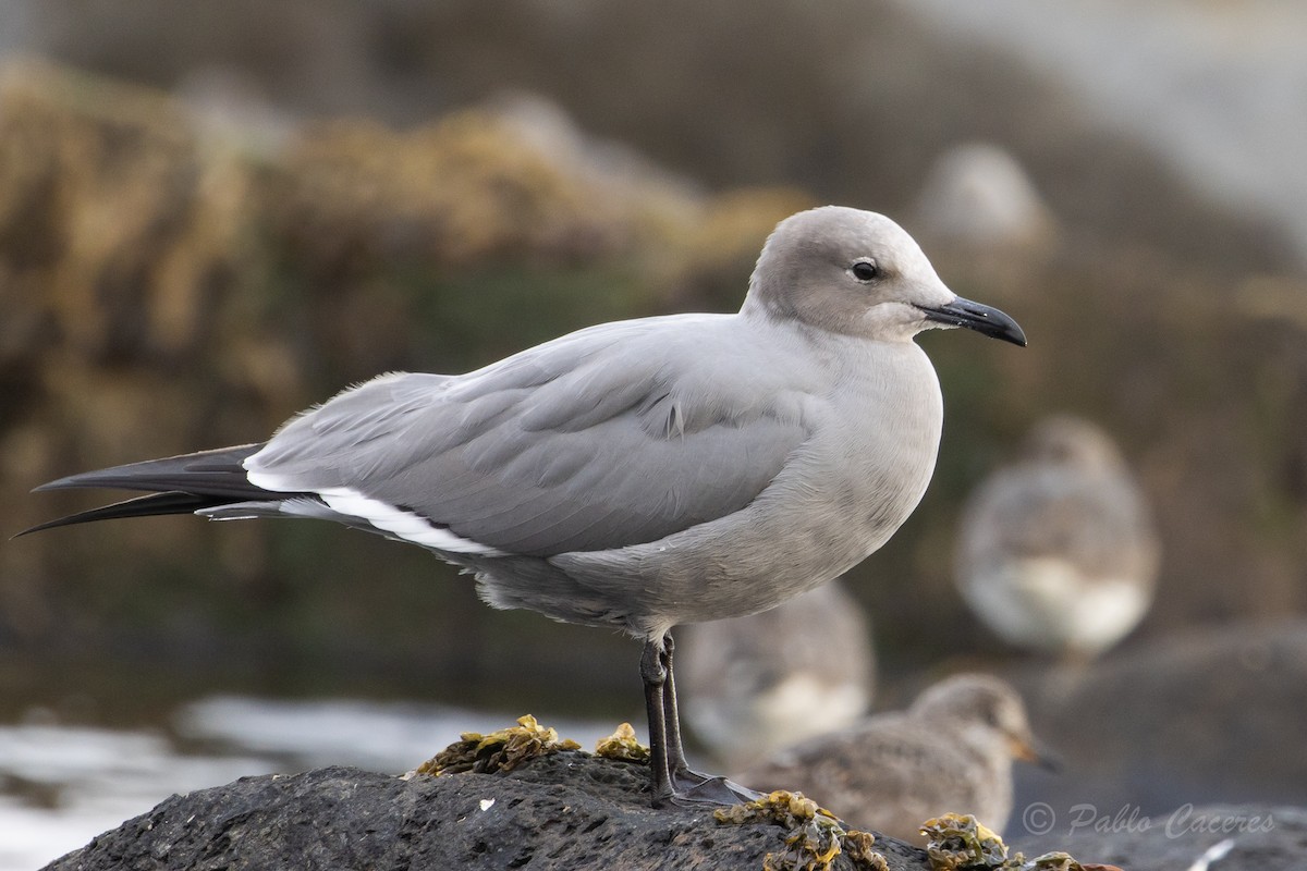 Goéland gris - ML620413097