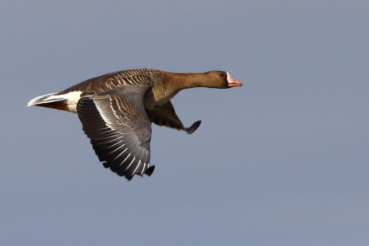 Greater White-fronted Goose - ML620413111