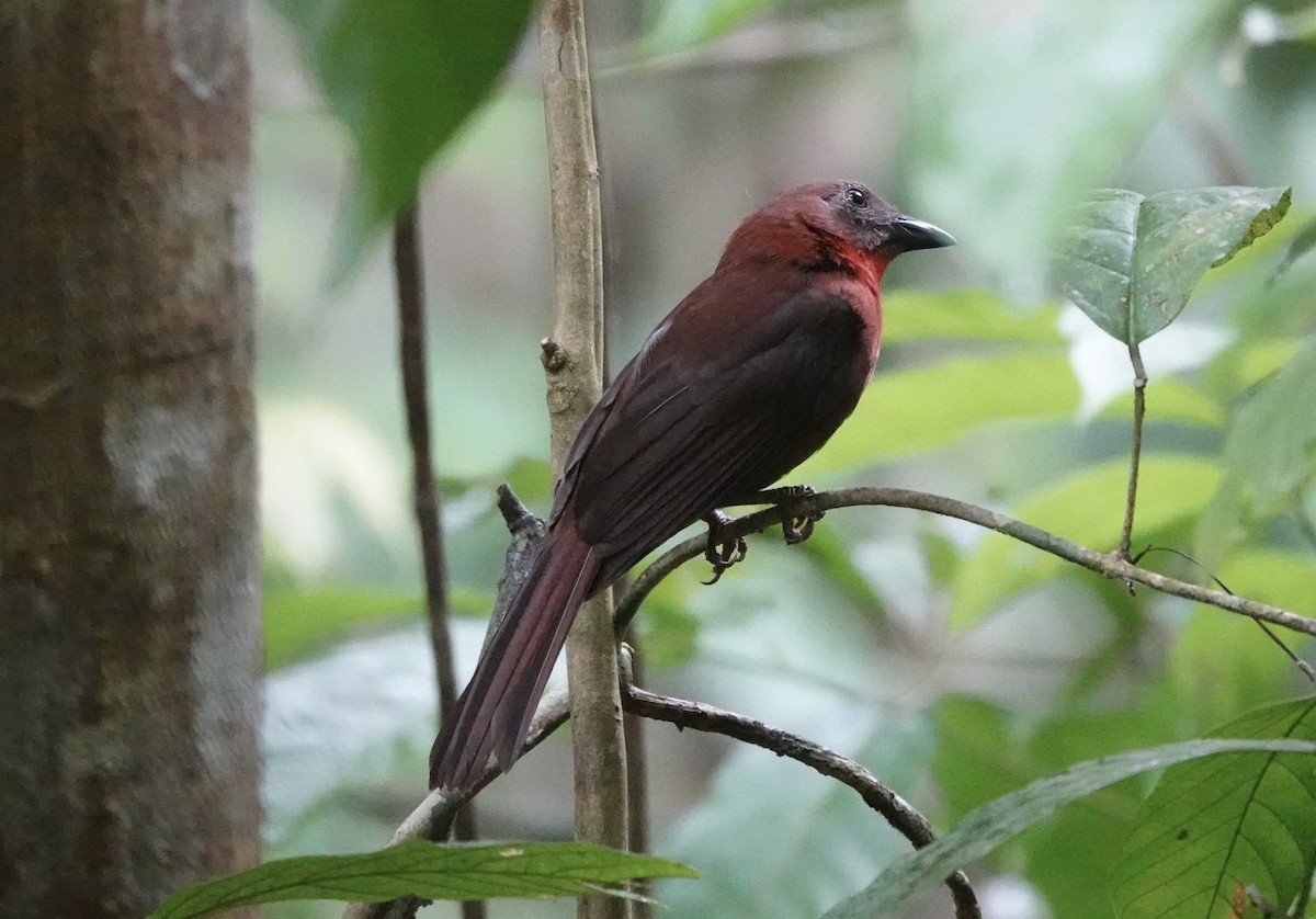 Red-throated Ant-Tanager - ML620413112