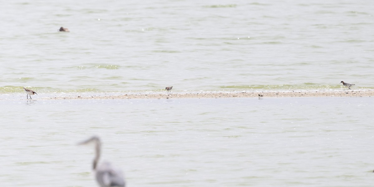 Red-necked Phalarope - ML620413113