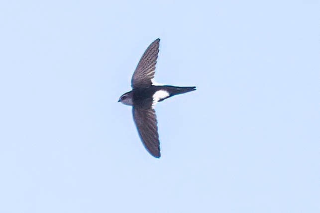 White-throated Swift - ML620413118