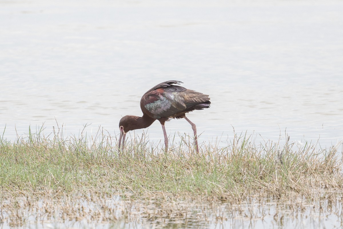 ibis americký - ML620413121