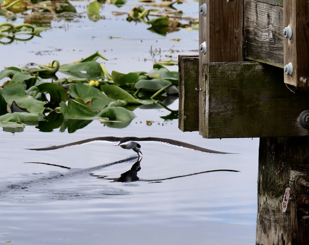 Black Skimmer - ML620413123