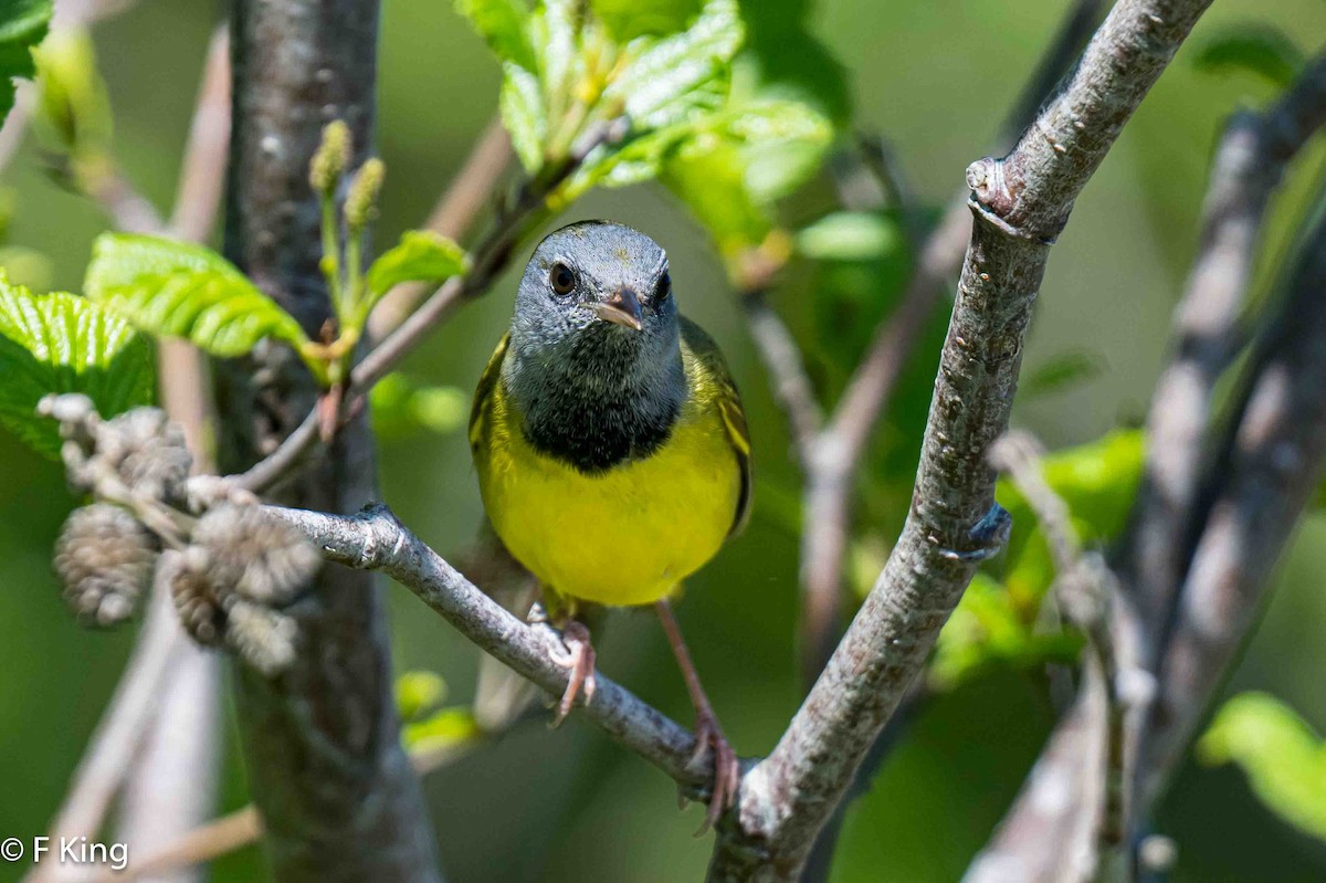 Mourning Warbler - ML620413135