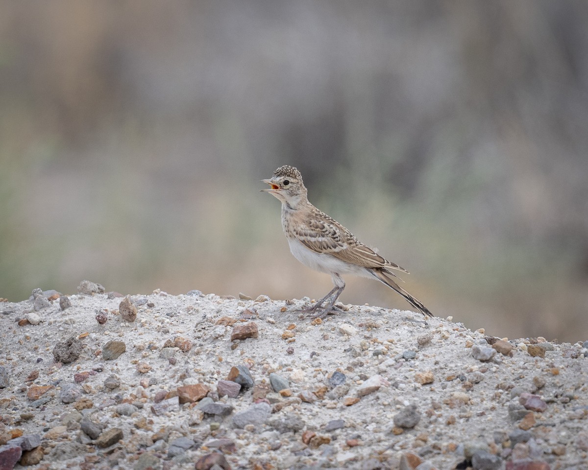 Horned Lark - ML620413142