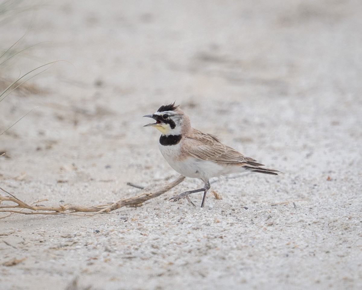 Horned Lark - ML620413143