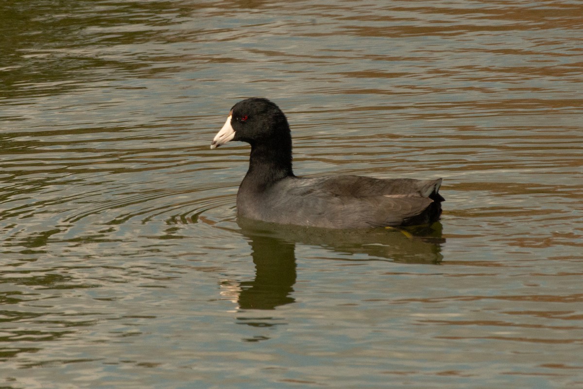 American Coot - ML620413144