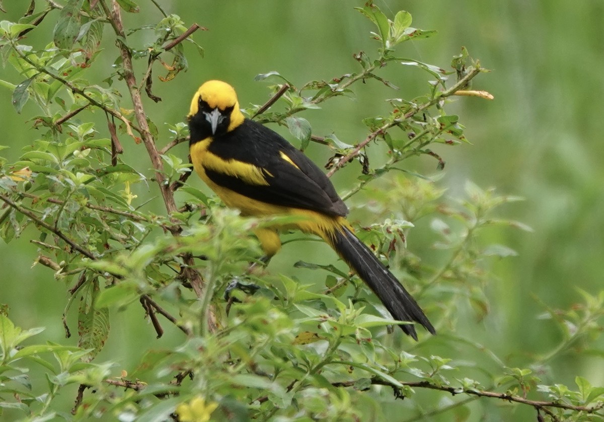 Yellow-tailed Oriole - ML620413148