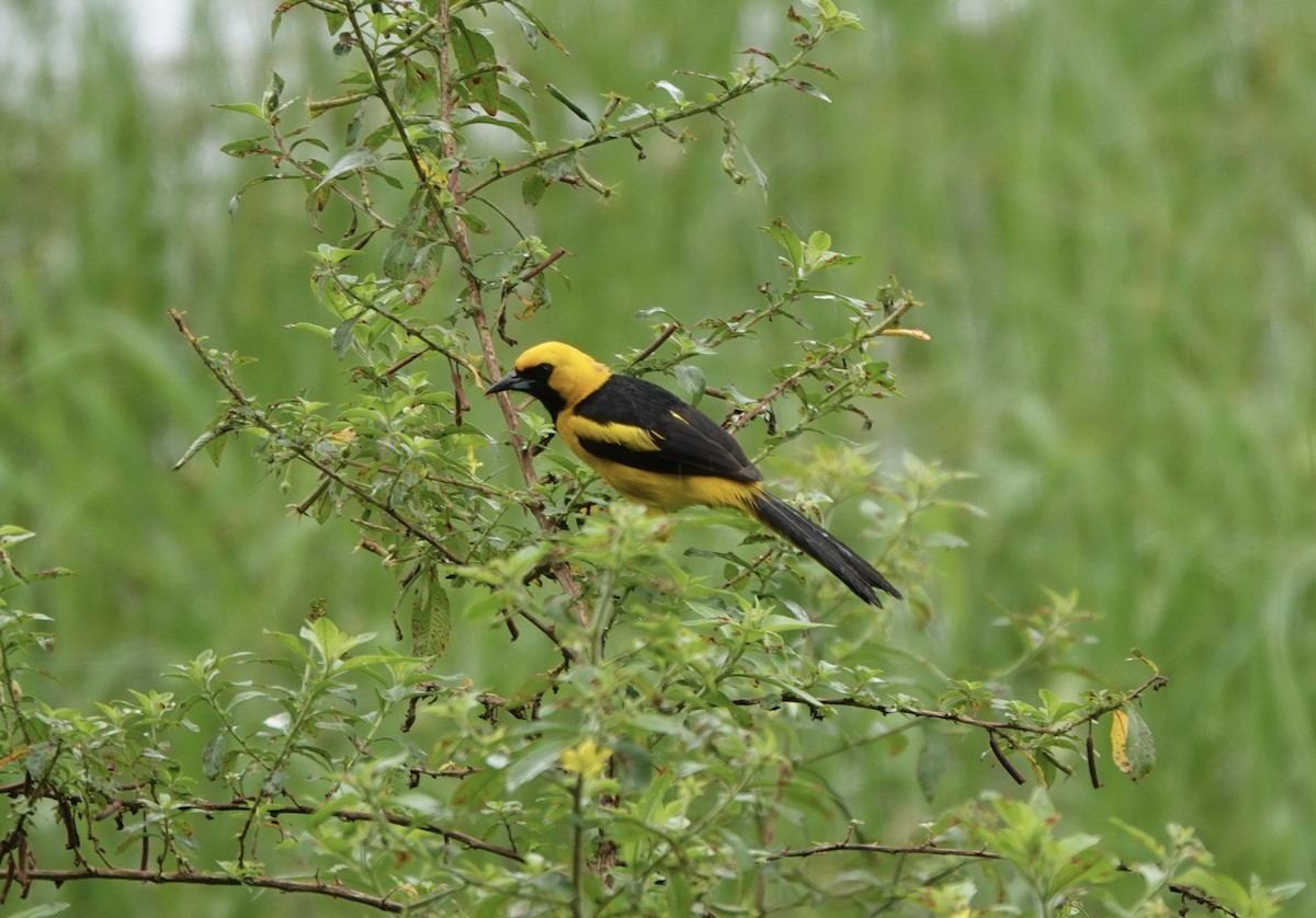Yellow-tailed Oriole - ML620413149