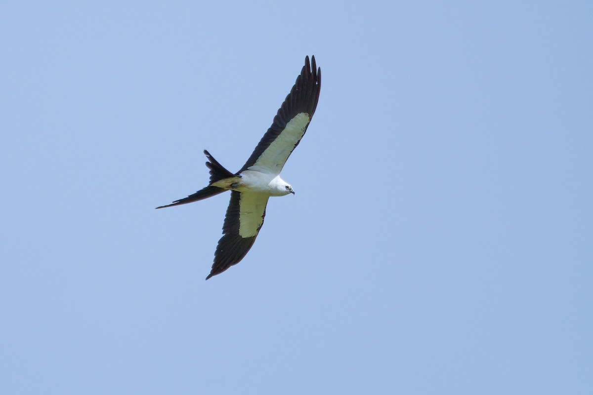 Swallow-tailed Kite - Tom Litteral
