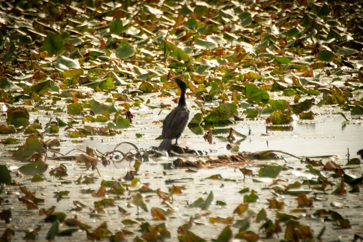 Double-crested Cormorant - ML620413153