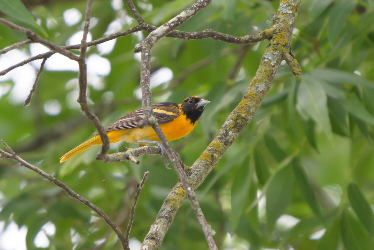 Baltimore Oriole - ML620413155