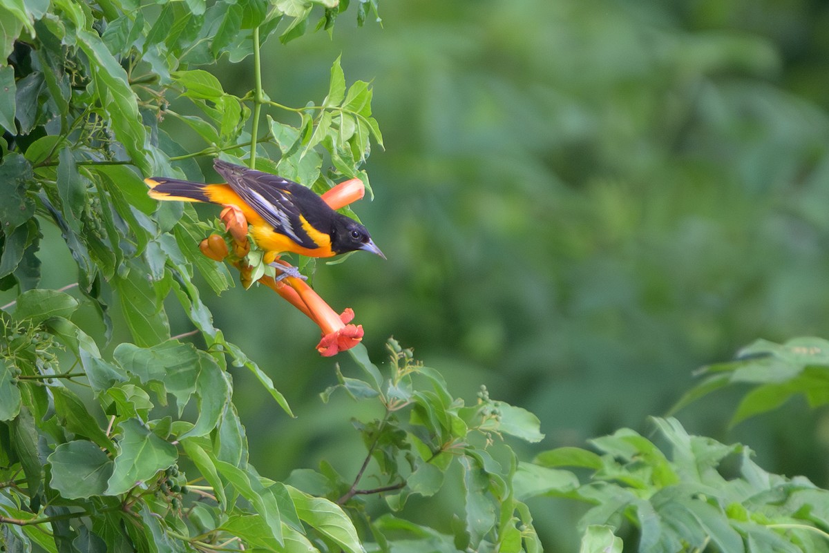 Baltimore Oriole - ML620413156