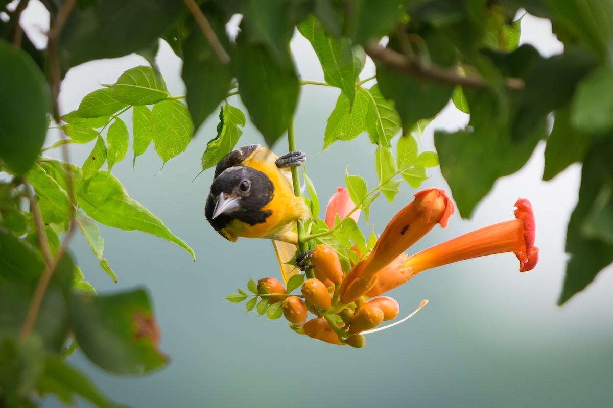 Baltimore Oriole - ML620413157