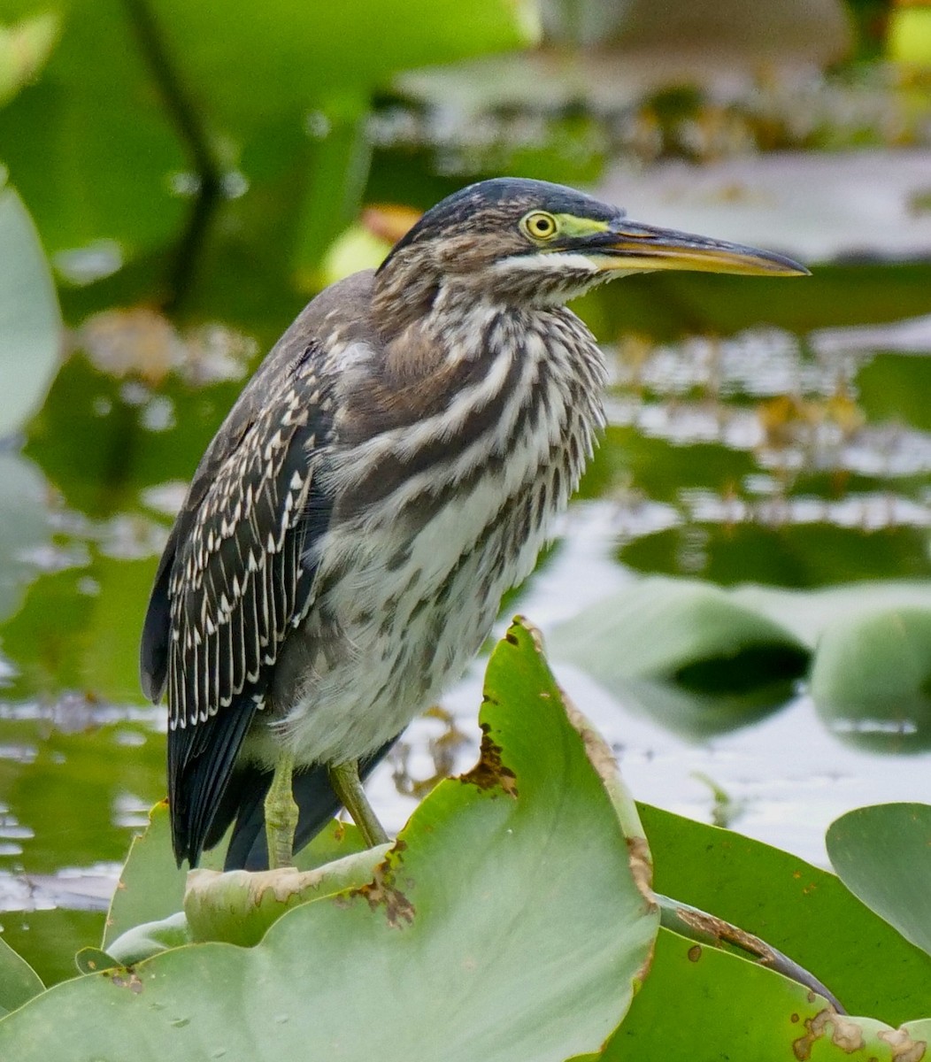 Green Heron - ML620413159