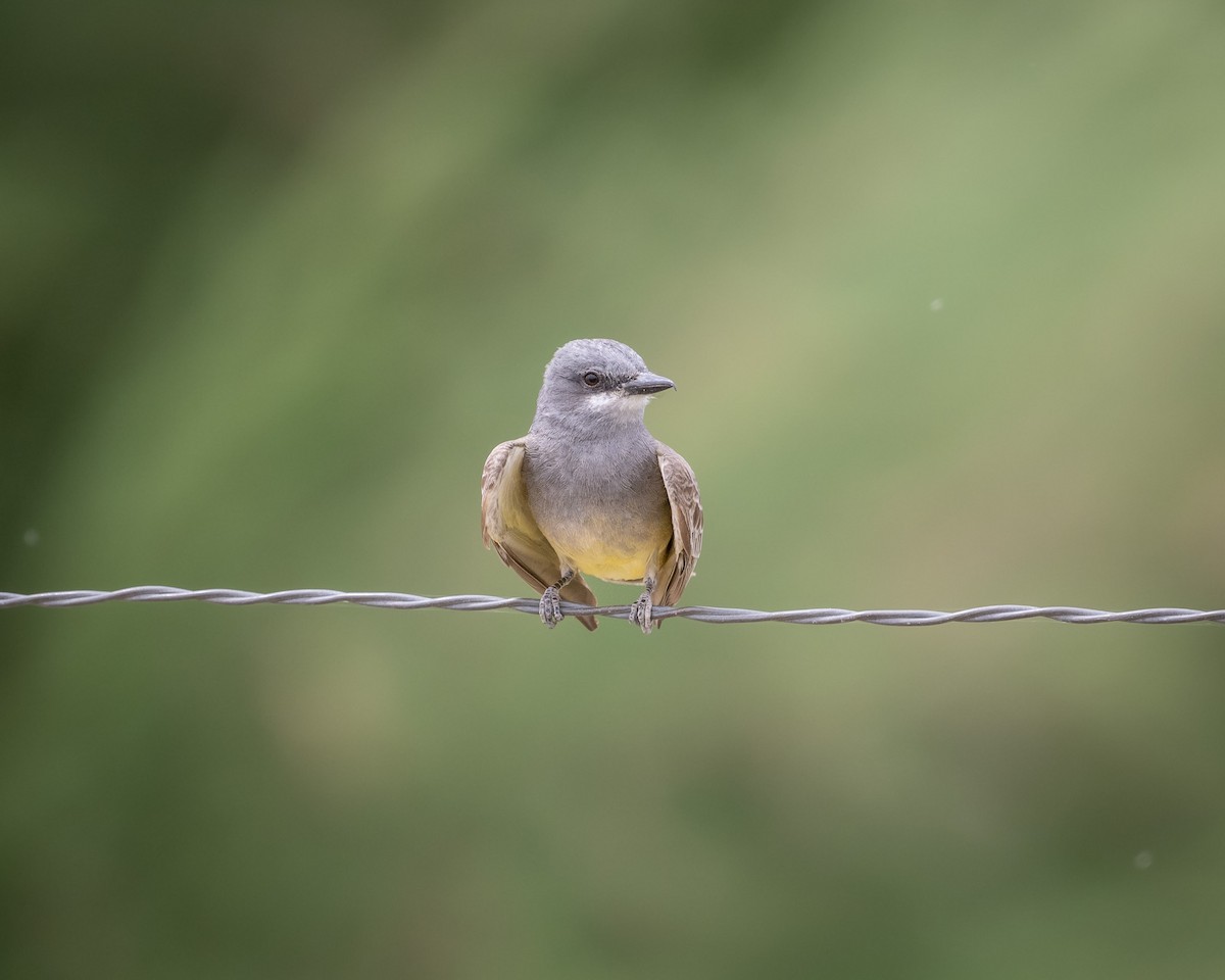 Cassin's Kingbird - ML620413164