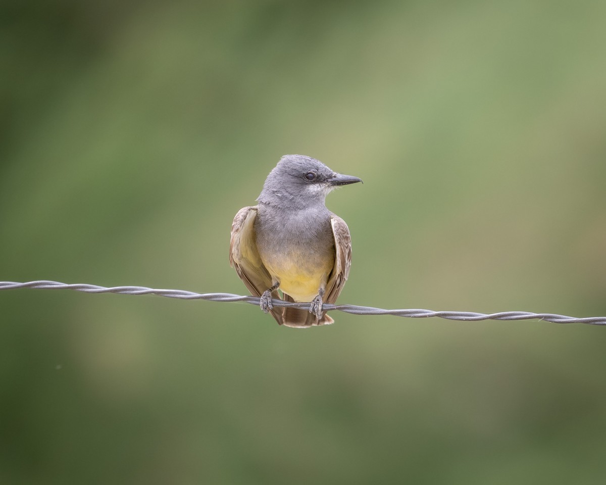 Cassin's Kingbird - ML620413165