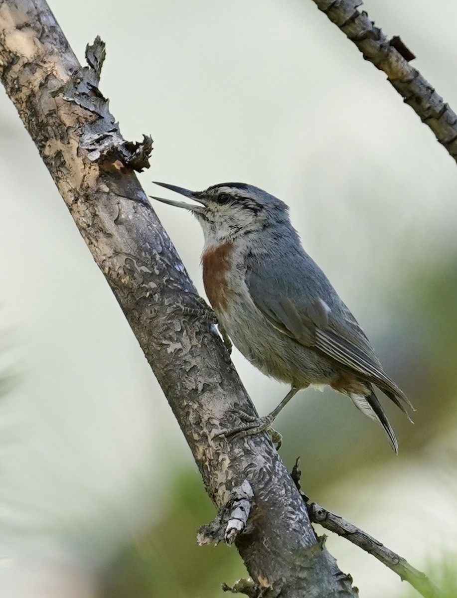 Krüper's Nuthatch - ML620413167