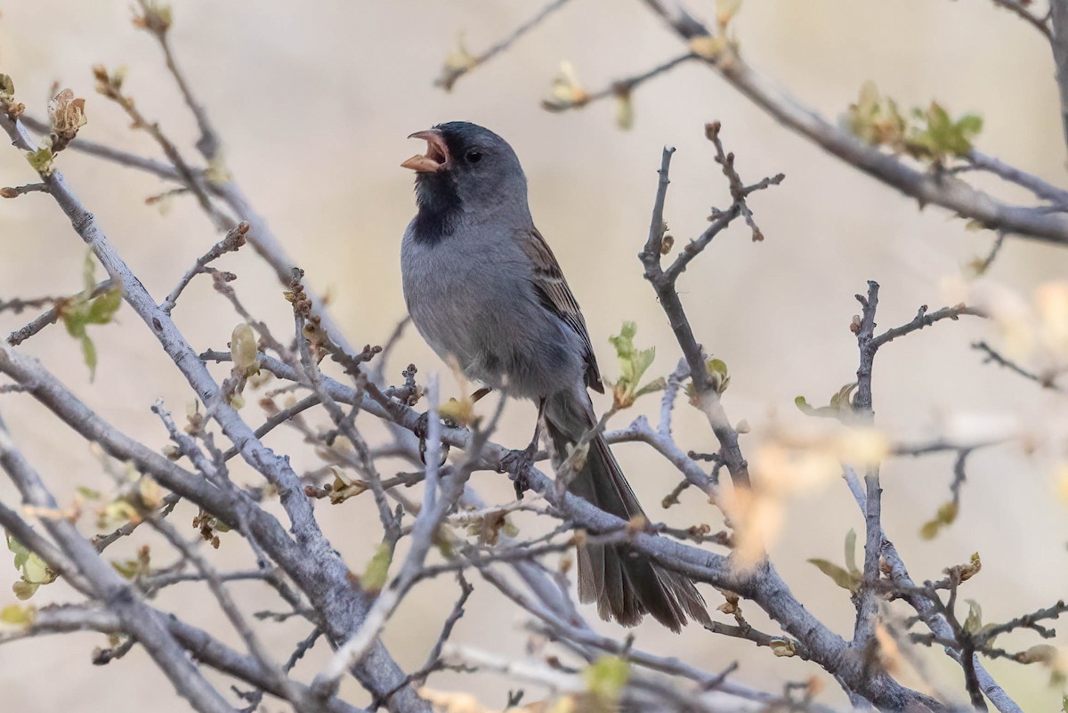 Black-chinned Sparrow - ML620413171