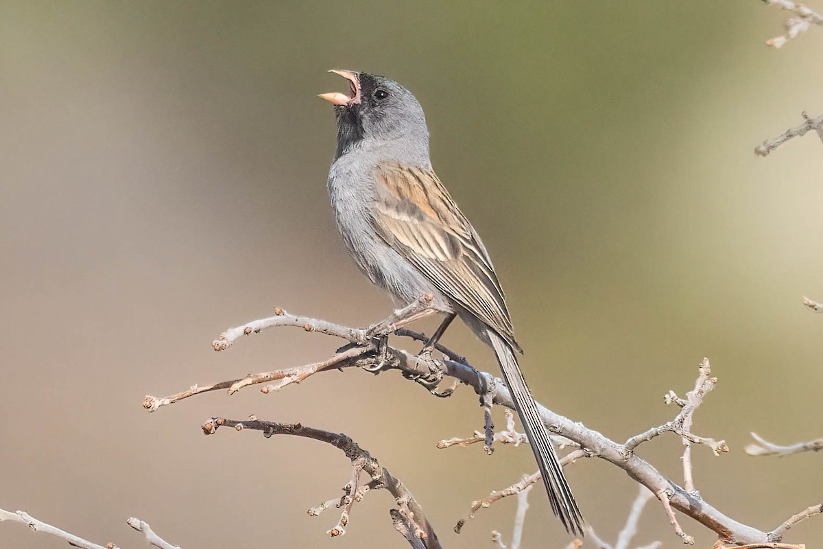 Black-chinned Sparrow - ML620413172