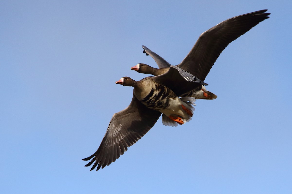 Greater White-fronted Goose - ML620413174