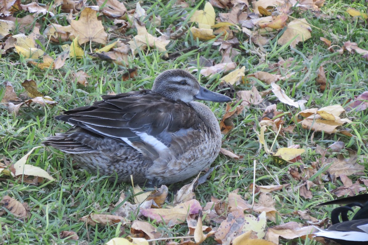 Garganey - ML620413175