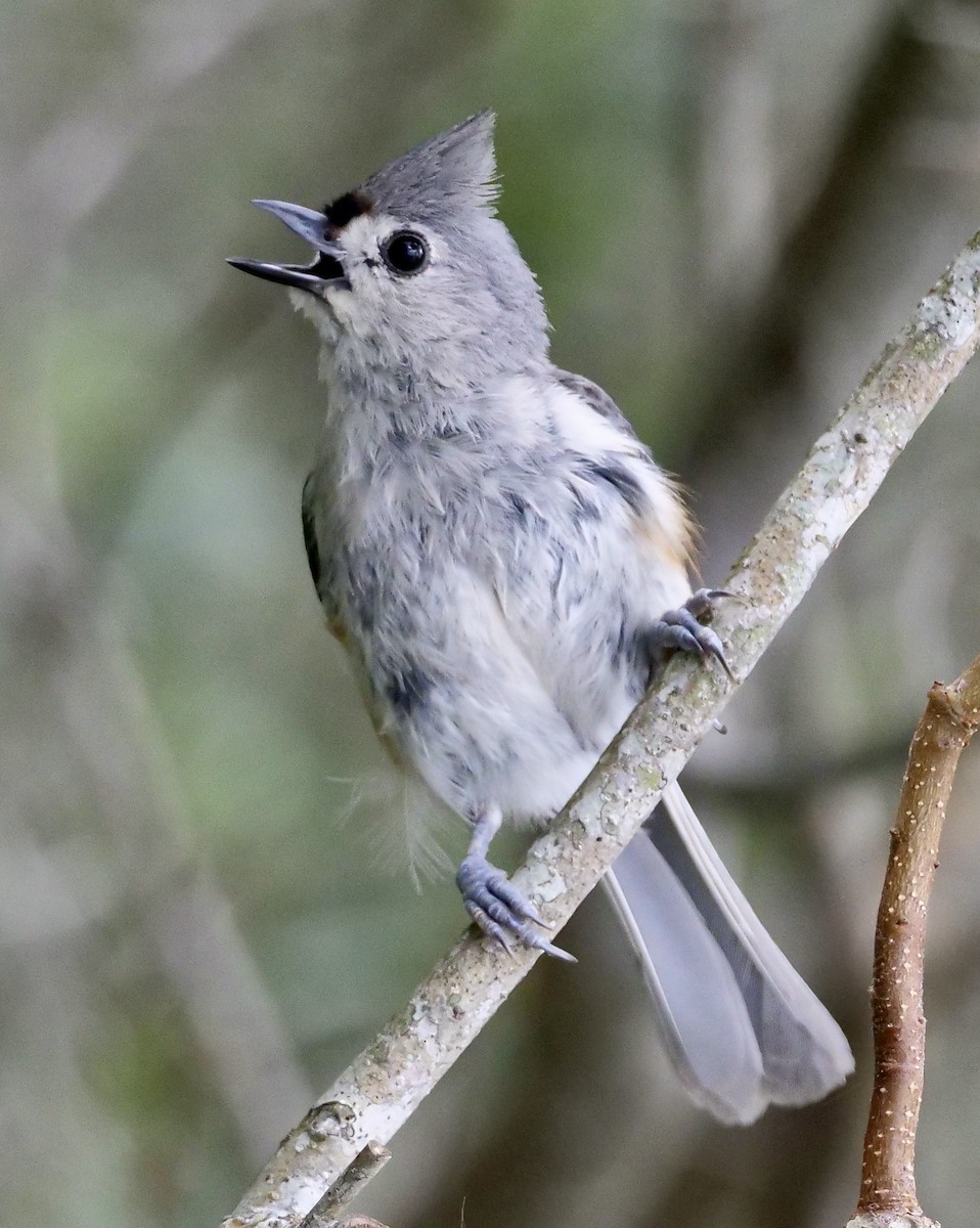 Tufted Titmouse - ML620413178