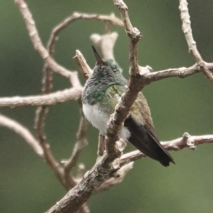 Snowy-bellied Hummingbird - ML620413179