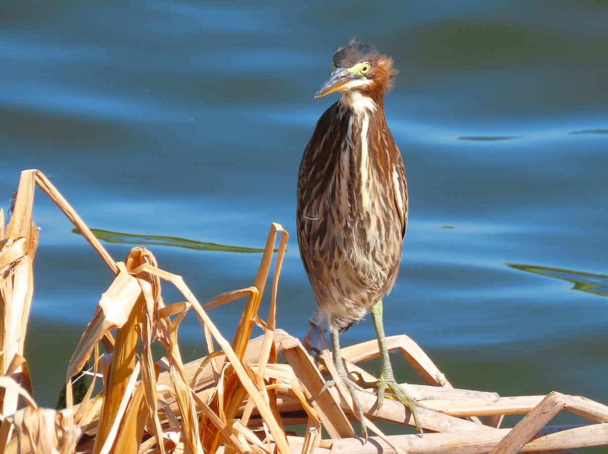 Green Heron - ML620413183