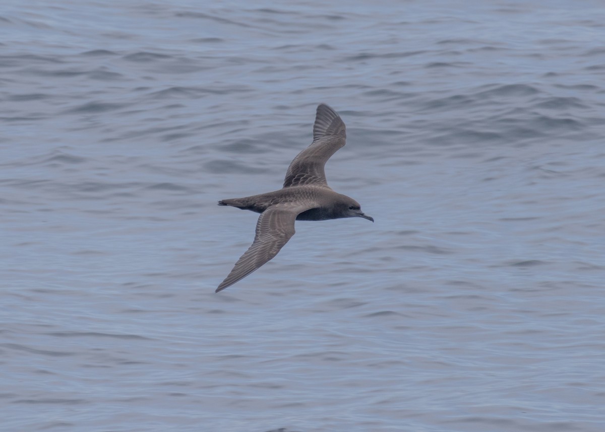 Sooty Shearwater - ML620413185