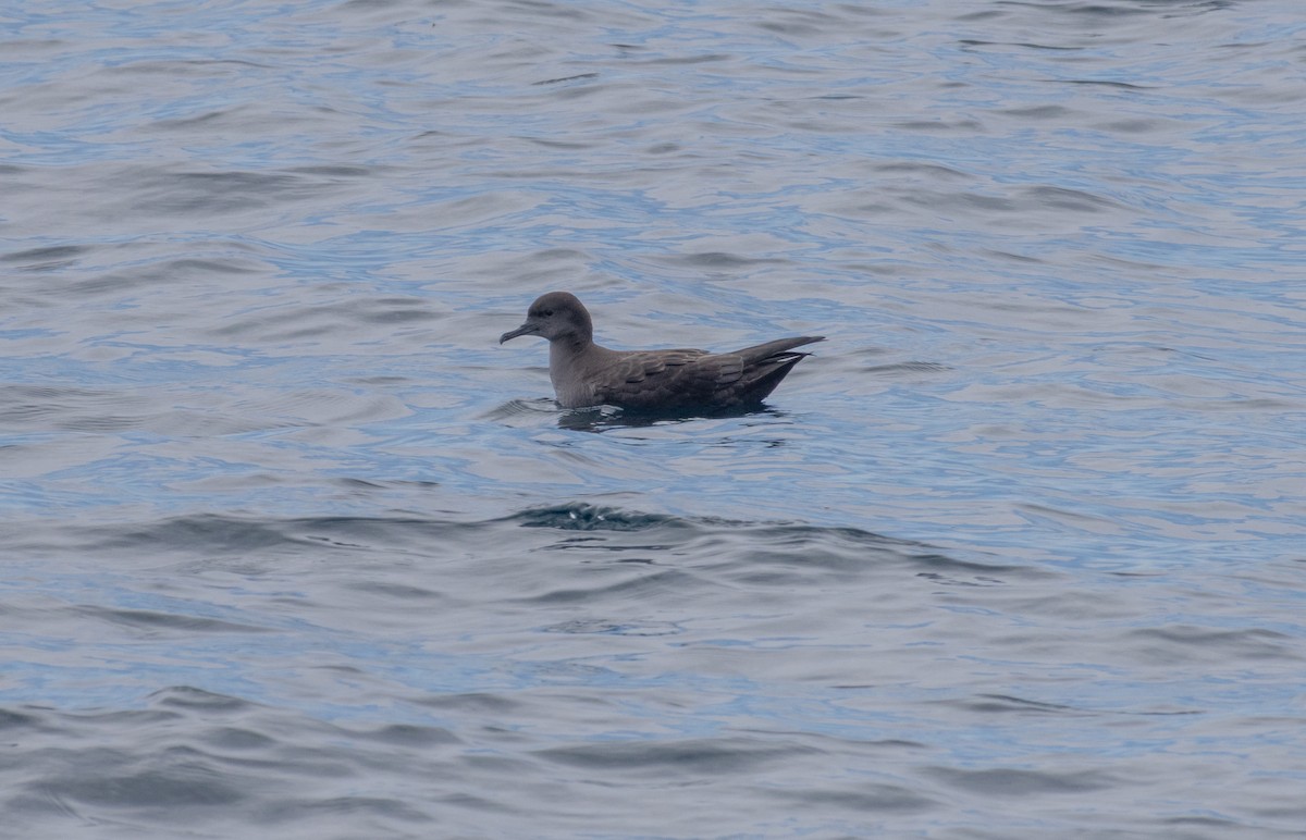 Sooty Shearwater - ML620413195