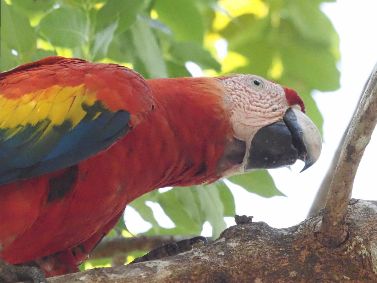 Scarlet Macaw - ML620413200