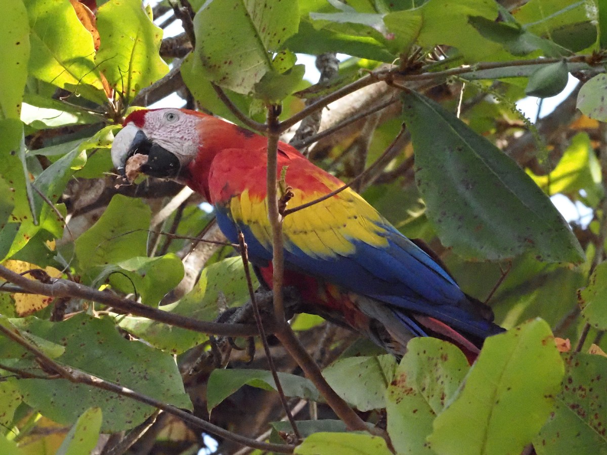 Scarlet Macaw - ML620413201