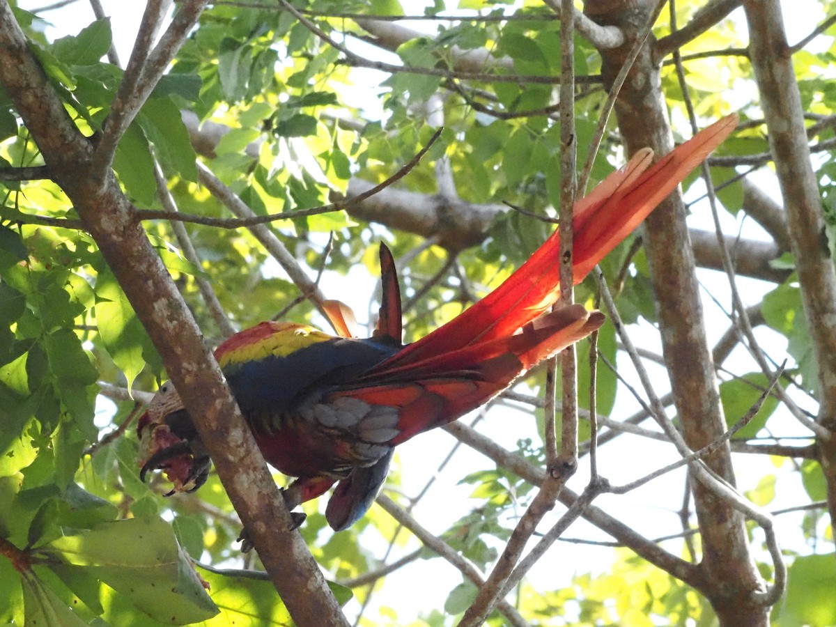 Scarlet Macaw - ML620413202