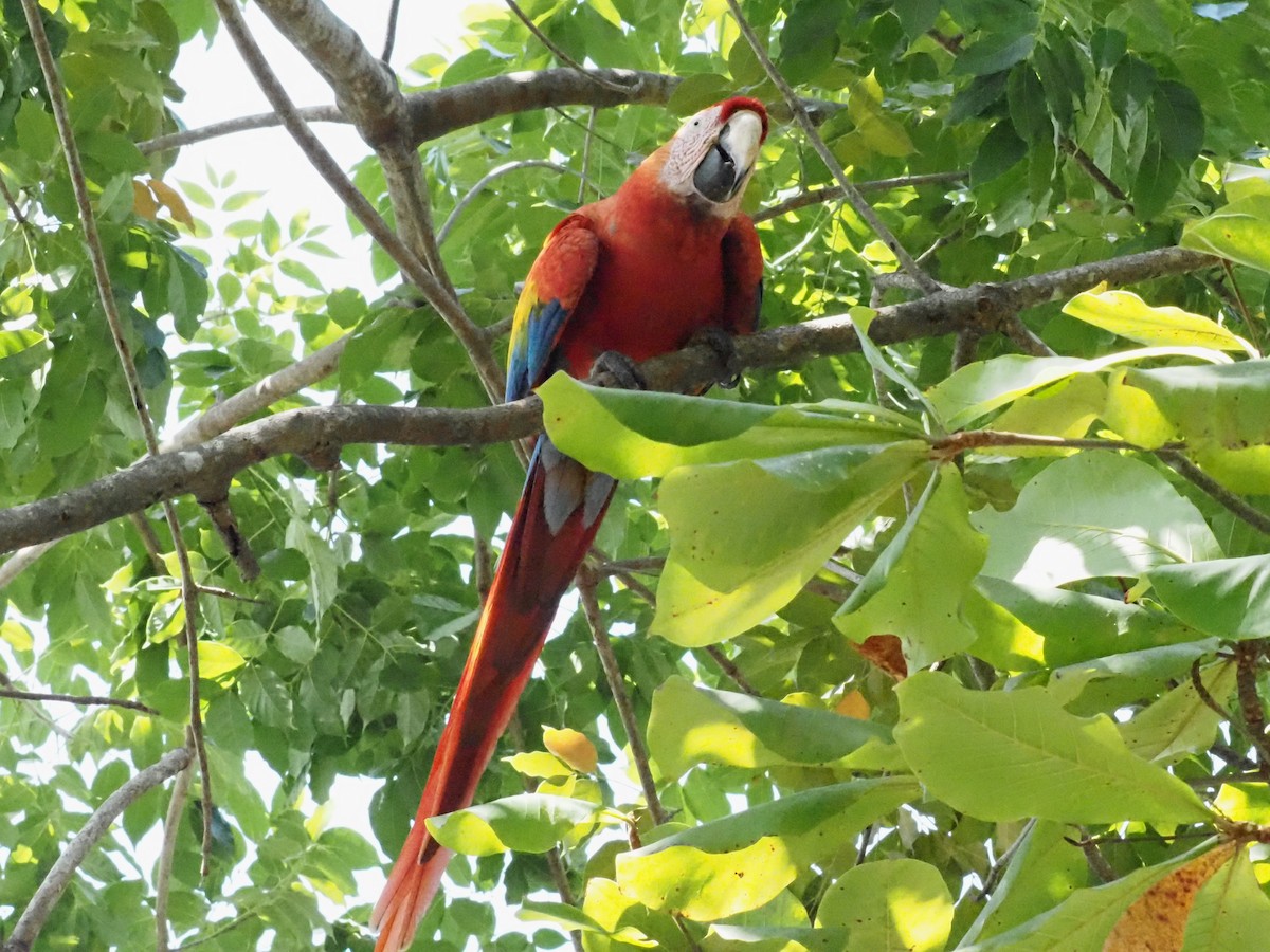 Scarlet Macaw - ML620413203