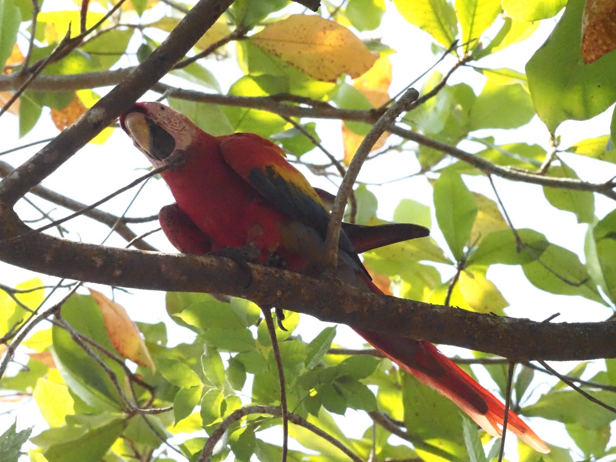 Scarlet Macaw - ML620413204