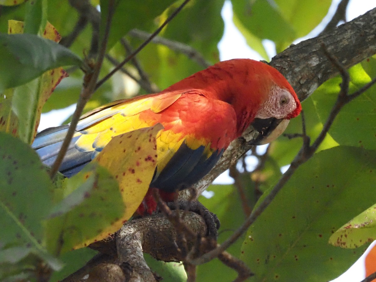 Scarlet Macaw - ML620413205